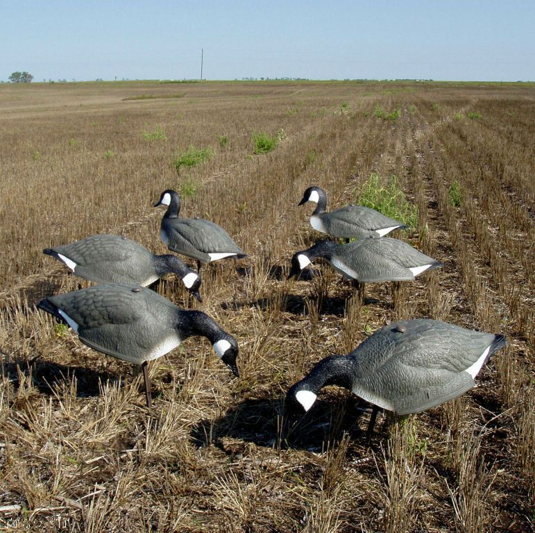 CARRY-LITE ONE-PIECE CANADA CANADIAN GOOSE SHELL DECOYS WITH STAKES 6 NEW